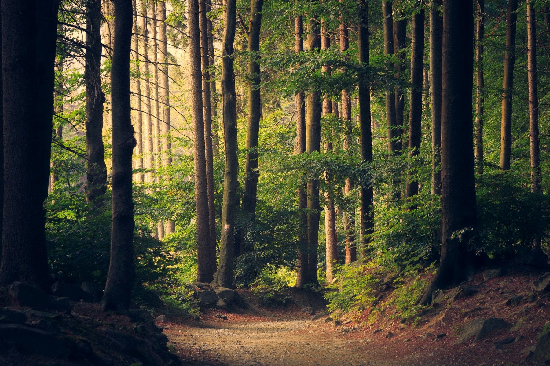 Sunlight reaching through a green forest canopy